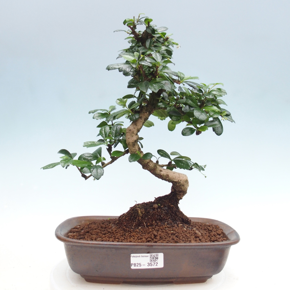 Room bonsai - Carmona macrophylla - Tea fuki