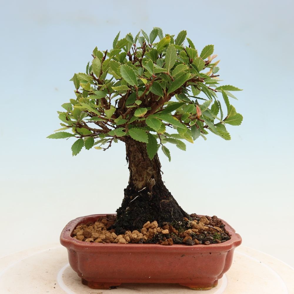 Outdoor bonsai - Zelkova - Zelkova NIRE