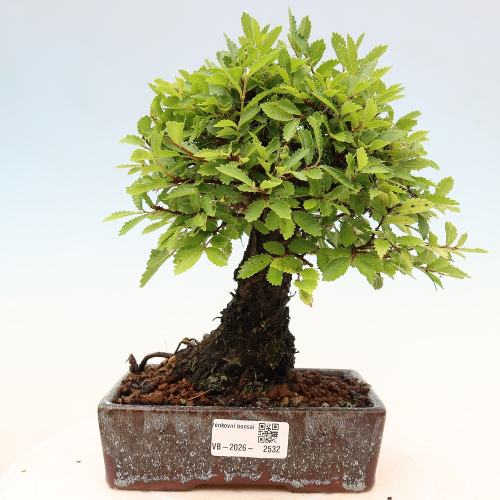 Outdoor bonsai - Zelkova - Zelkova NIRE