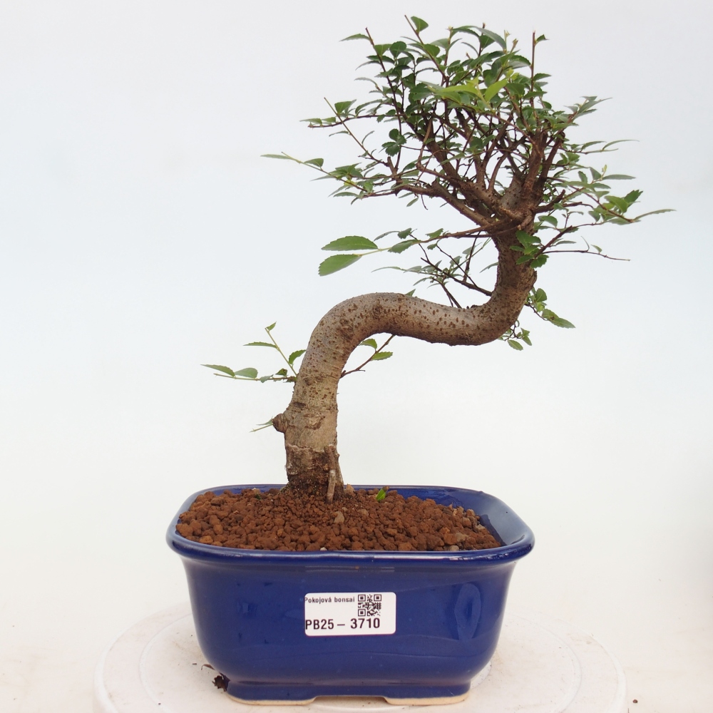 Room bonsai - Ulmus parvifolia - Small-leaved elm
