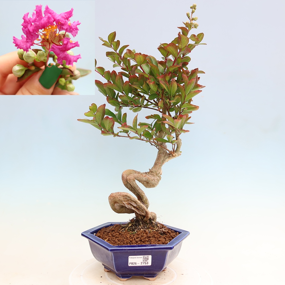 Indoor Bonsai - Lagerstroemia indica - Indian Lilac