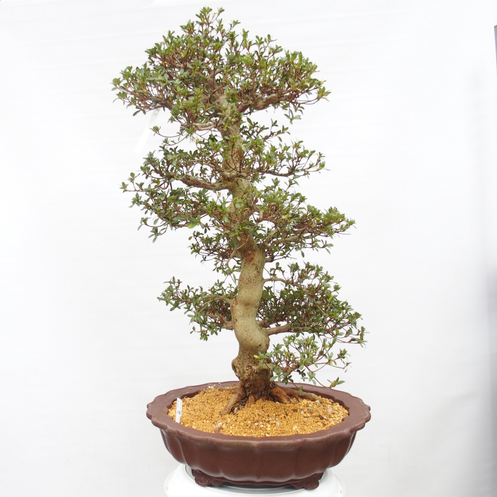 Outdoor bonsai - Japanese Azalea - Azalea Shikou