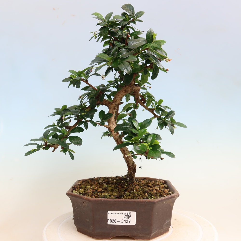 Room bonsai - Carmona macrophylla - Tea fuki