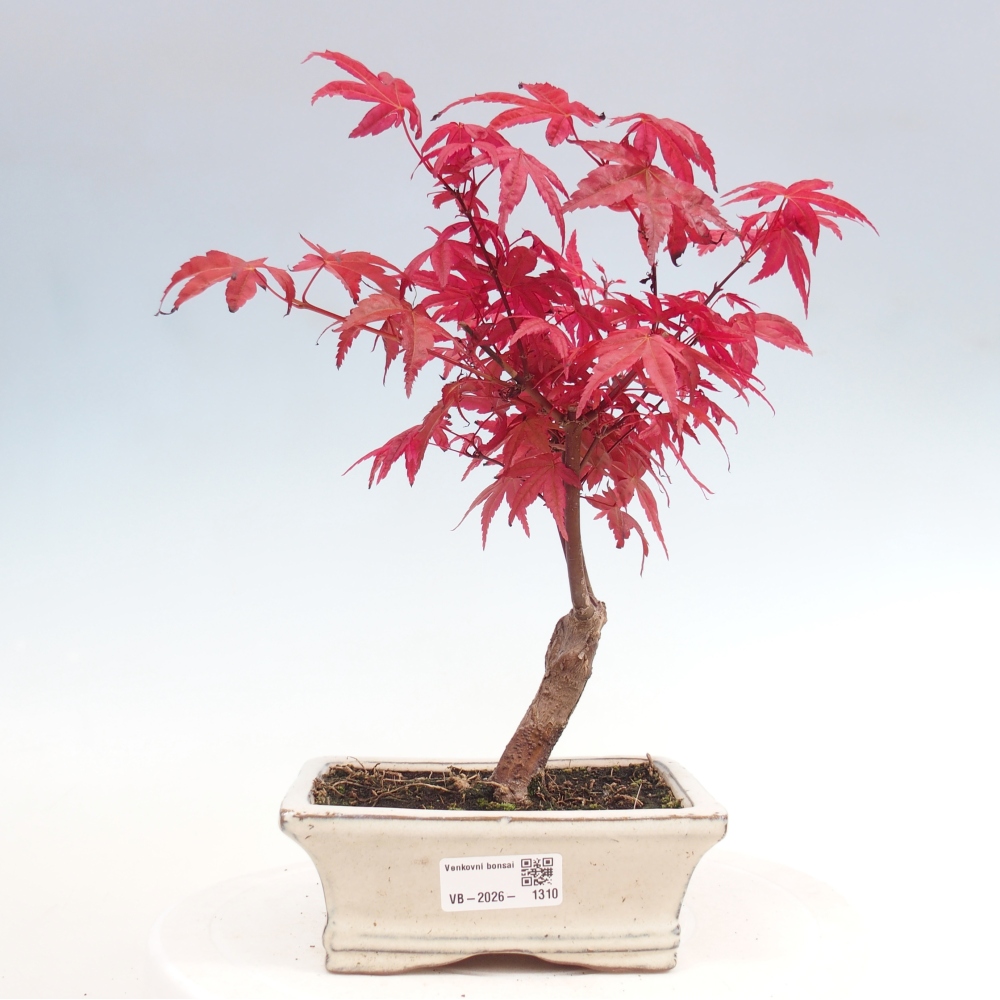 Outdoor bonsai - Acer palmatum DESHOJO