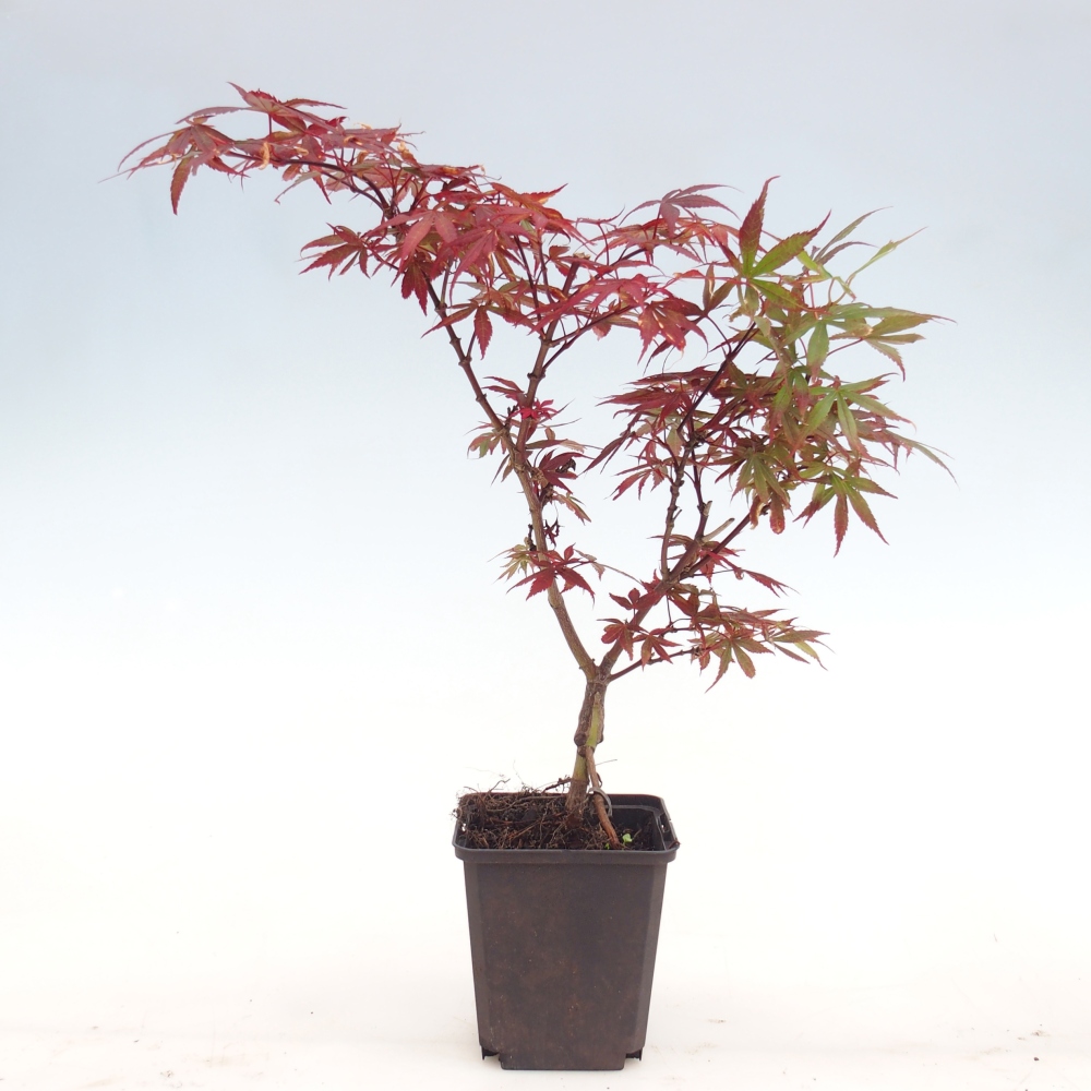 Outdoor bonsai - Acer palmatum Berry Broom in container