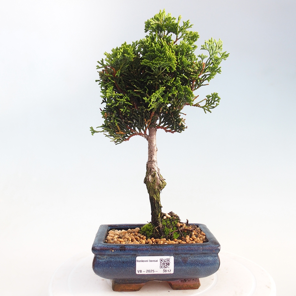 Outdoor bonsai - Cham.pis obtusa Nana Gracilis - Cypress