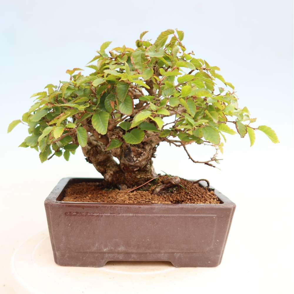 Outdoor bonsai -Carpinus CARPINOIDES - Korean Hornbeam
