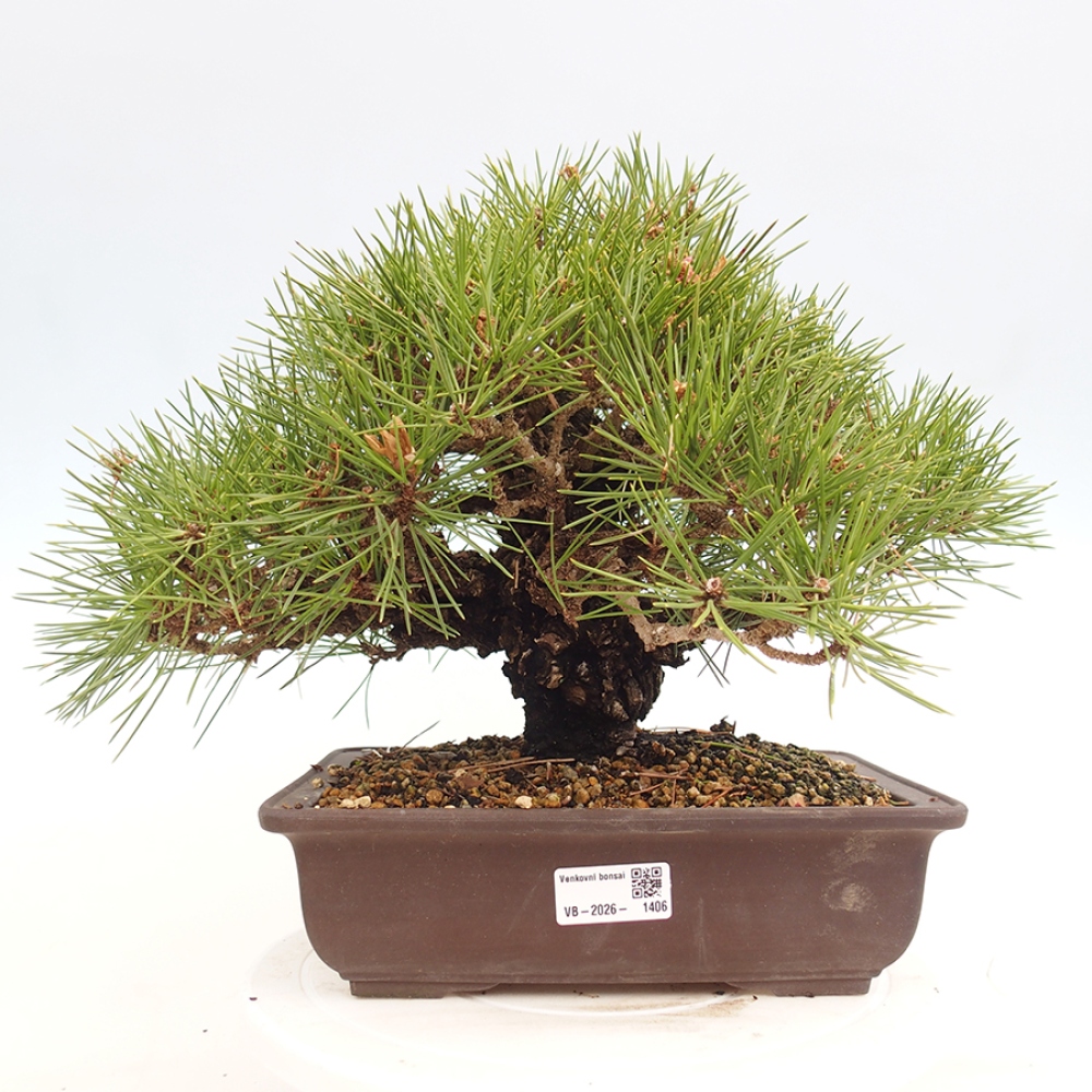 Outdoor bonsai - Pinus thunbergii - Thunberg pine