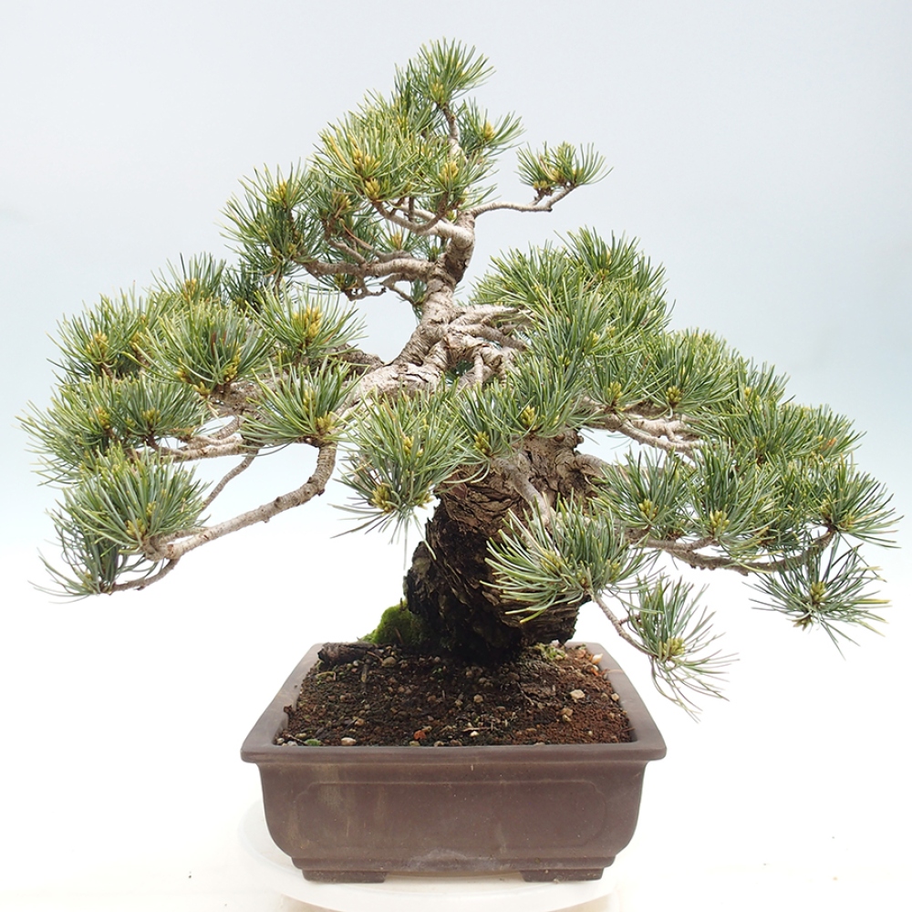 Outdoor bonsai - Pinus parviflora - Pinus parviflora