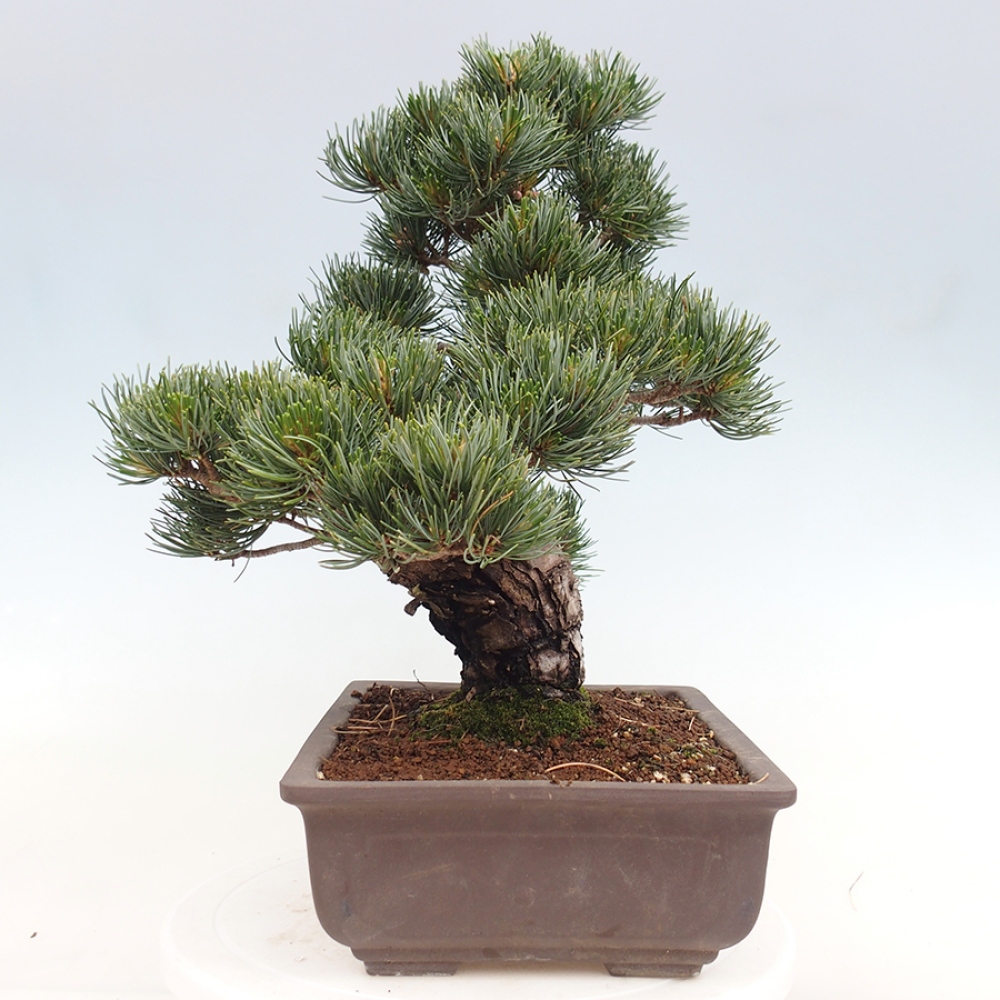 Outdoor bonsai - Pinus parviflora - Pinus parviflora