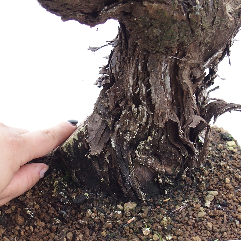 Outdoor bonsai - Vitis vinnifera MUSKAT ITALIA  - Grapevine