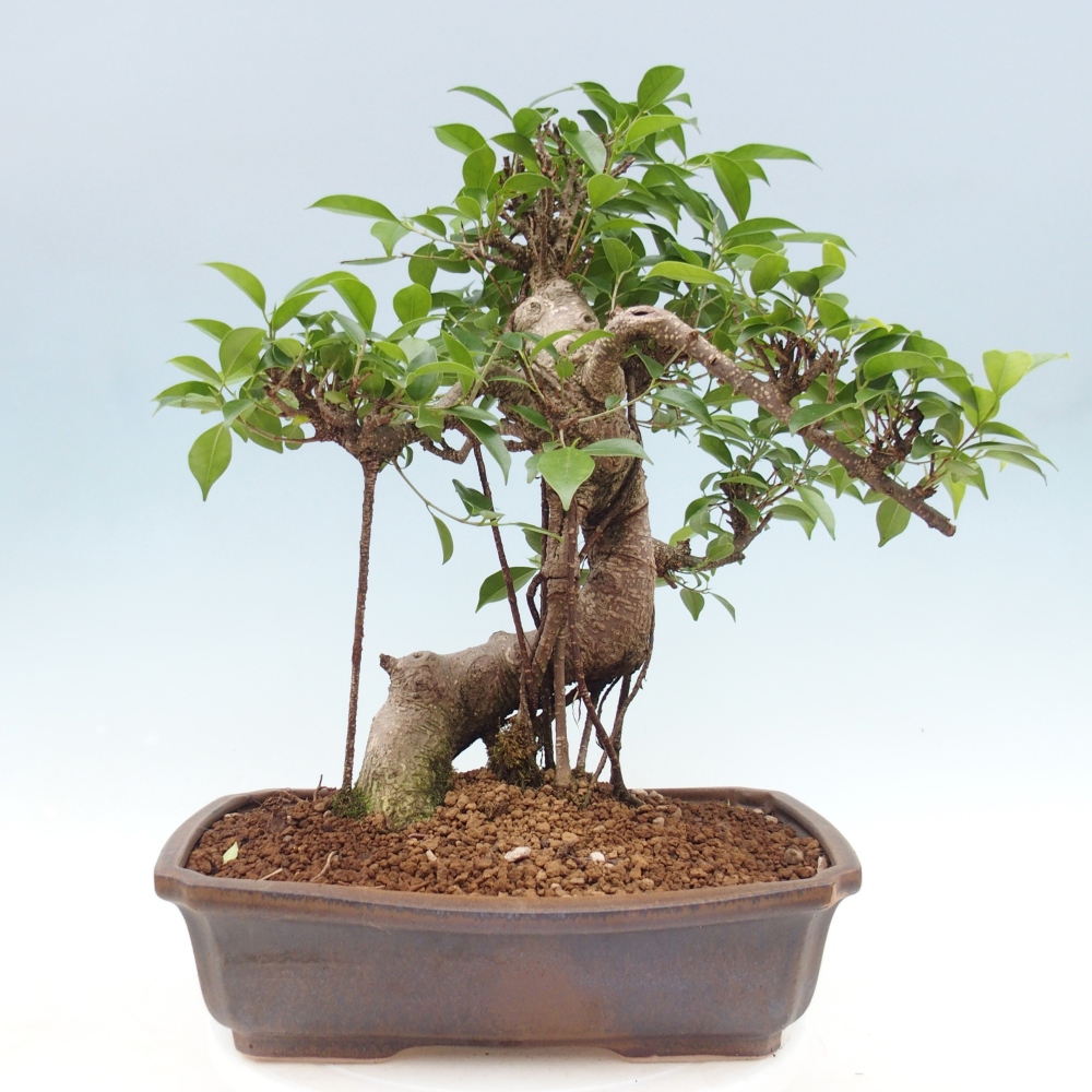 Room bonsai - Ficus retusa - small-leaved ficus