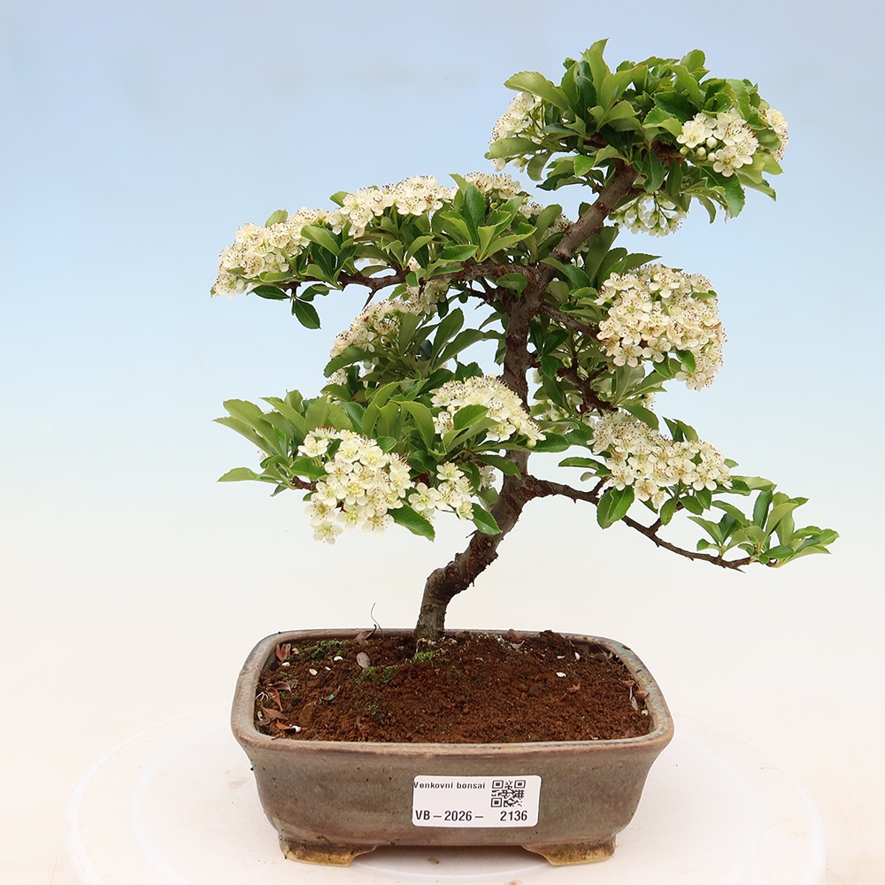 Outdoor Bonsai - Pyracantha teton - Scarlet Firethorn