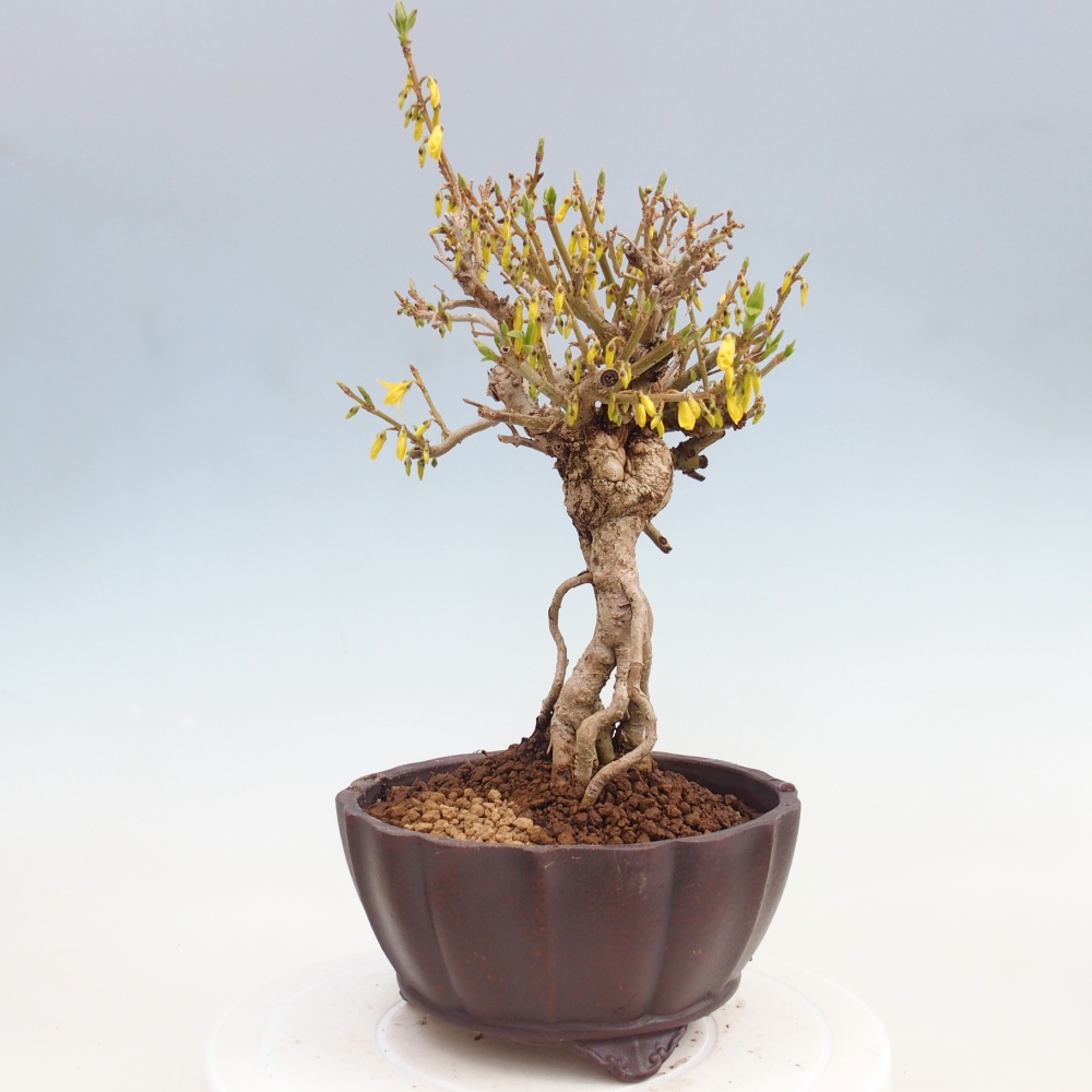 Outdoor bonsai - Zlatice - Forsythia koreana
