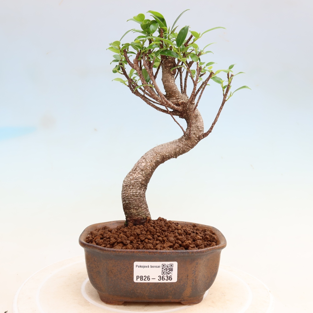 Room bonsai - Ficus kimmen - small-leaved ficus