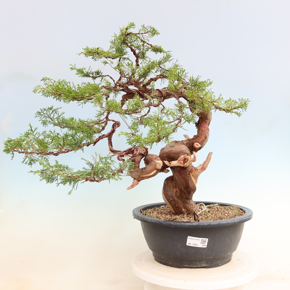 Outdoor Bonsai - Juniperus chinensis Itoigawa - Chinese Juniper