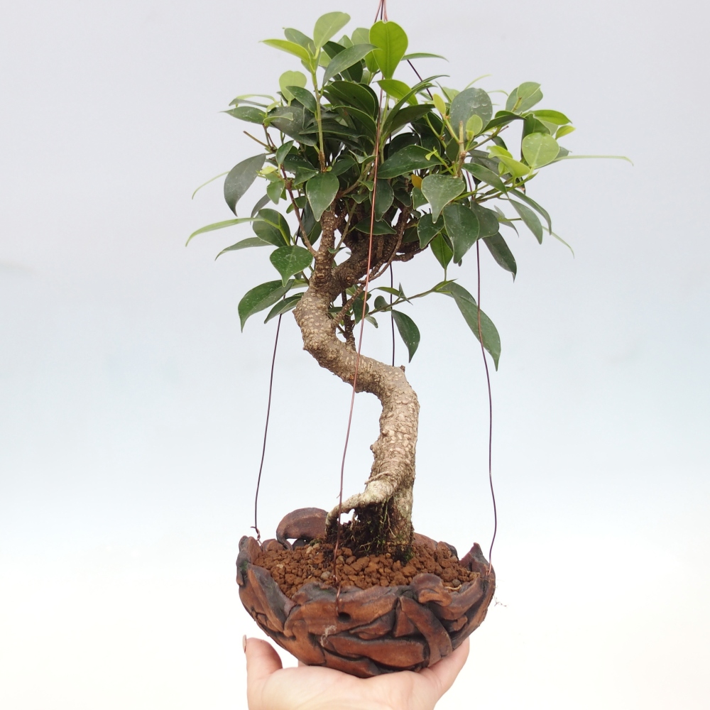 Kokedama in ceramics - small-leaved ficus - Ficus kimmen