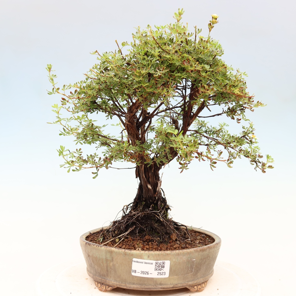 Outdoor bonsai - Potentila fruticosa