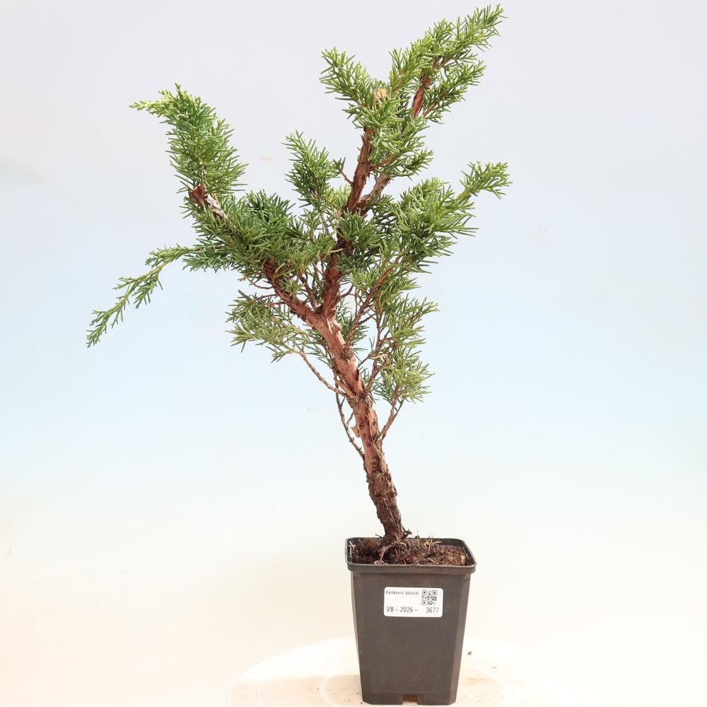 Outdoor bonsai - Juniperus chinensis Kishu