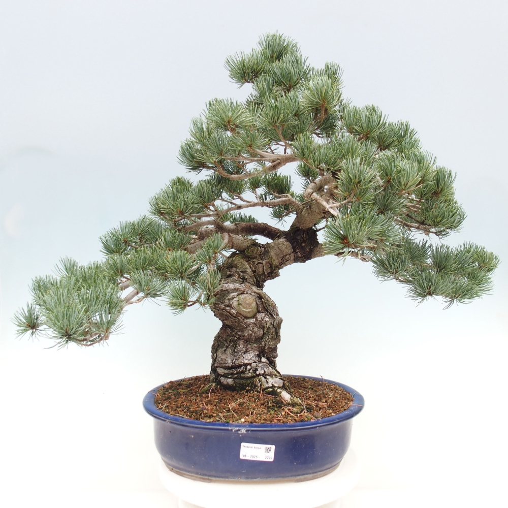 Outdoor bonsai - Pinus parviflora - Small pine tree