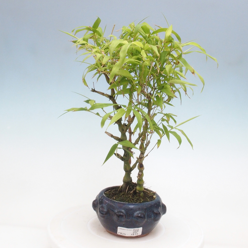 Indoor bonsai - Bamboo Buddha-Bamboo Buddha's belly