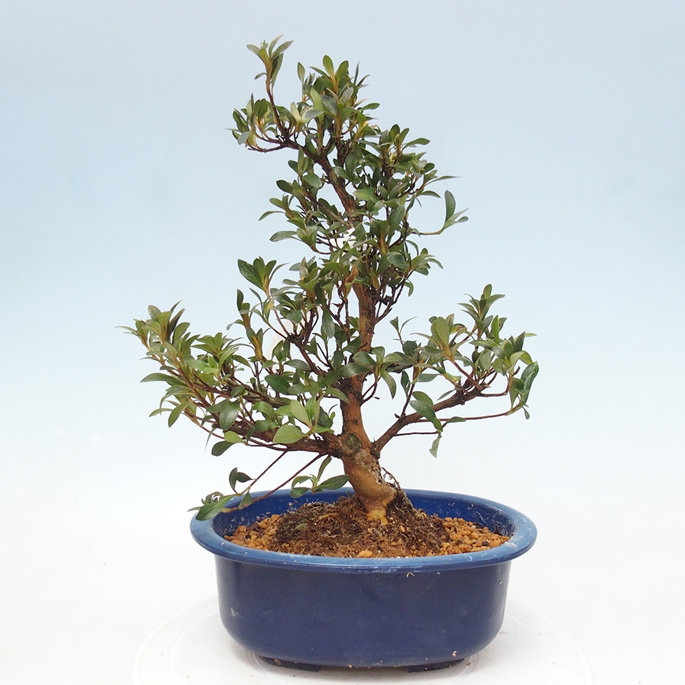 Outdoor bonsai - Japanese Azalea - Azalea HANABIN