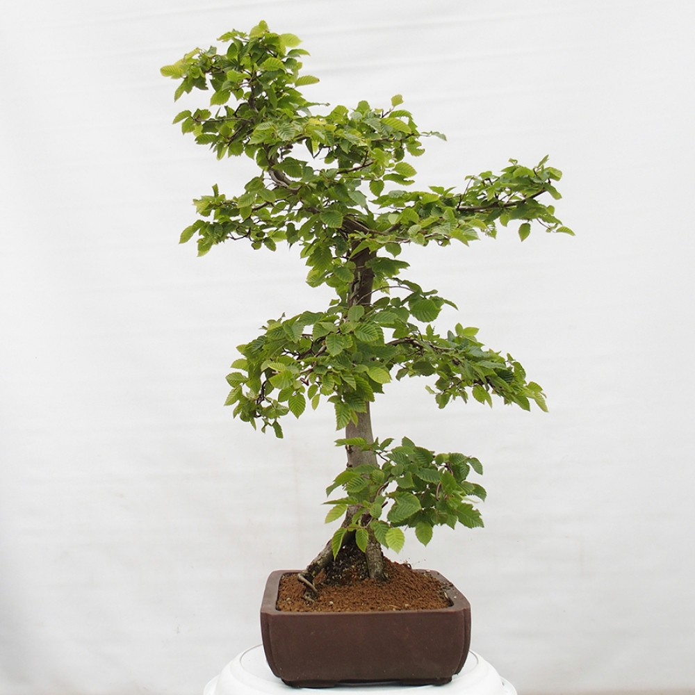 Outdoor bonsai - Hornbeam - Carpinus betulus