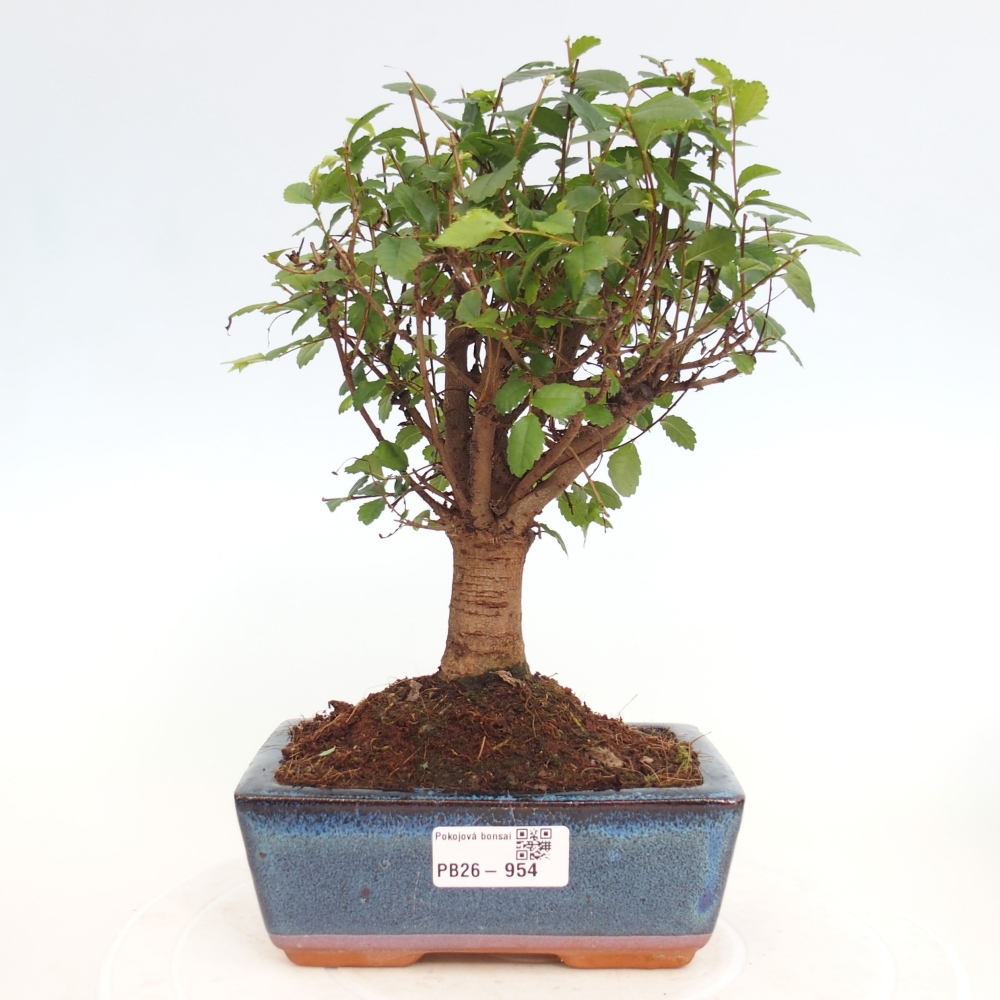Room bonsai - Ulmus parvifolia - Small-leaved elm