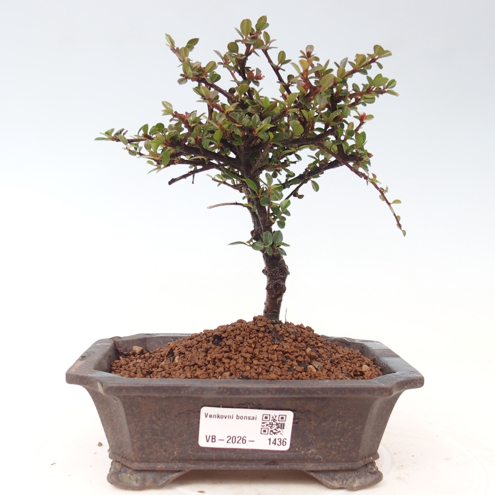 Outdoor bonsai - Cotoneaster horizontalis - Rocky Mountain