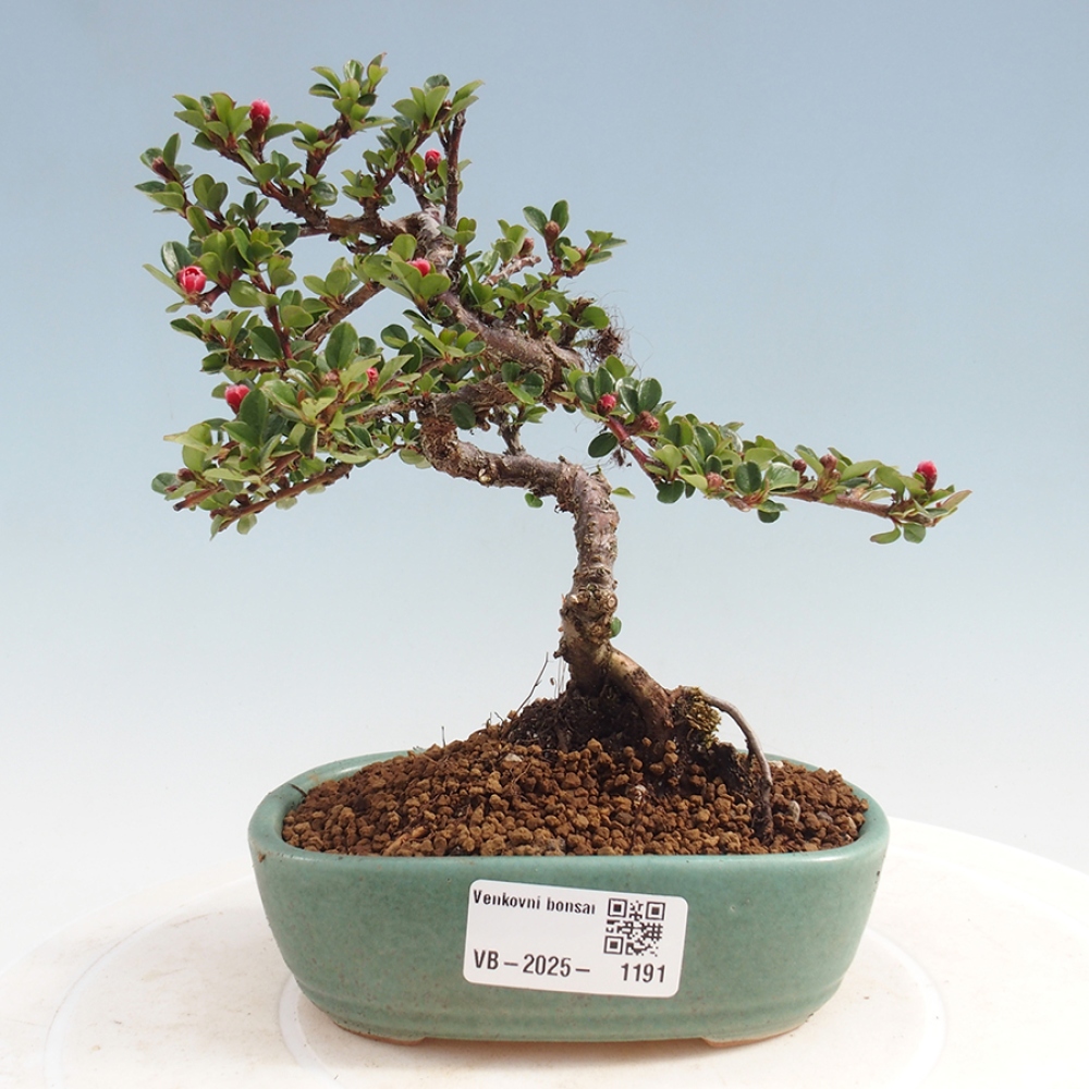 Outdoor bonsai - Cotoneaster horizontalis - Rock tree