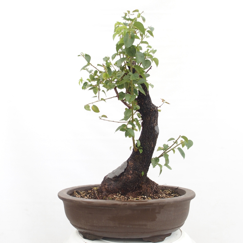 Outdoor bonsai - Mahalebka - Prunus mahaleb