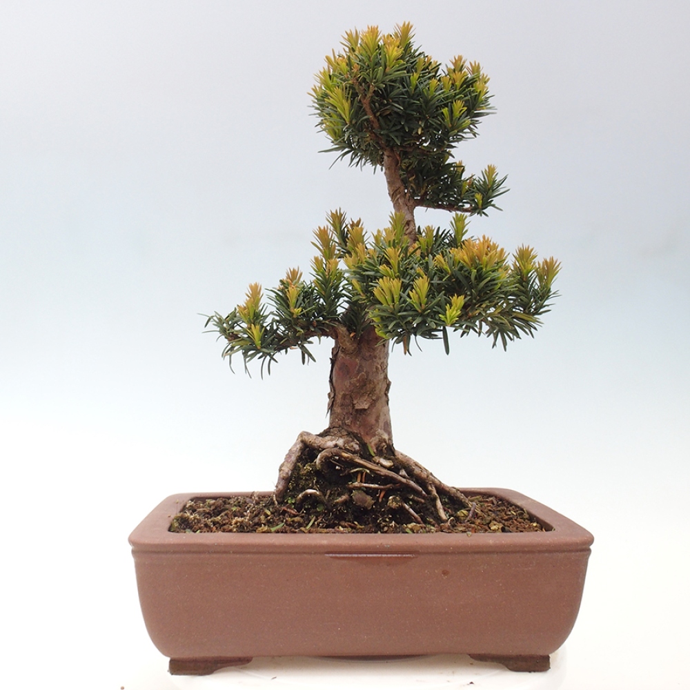 Outdoor bonsai - Taxus cuspidata - Japanese yew