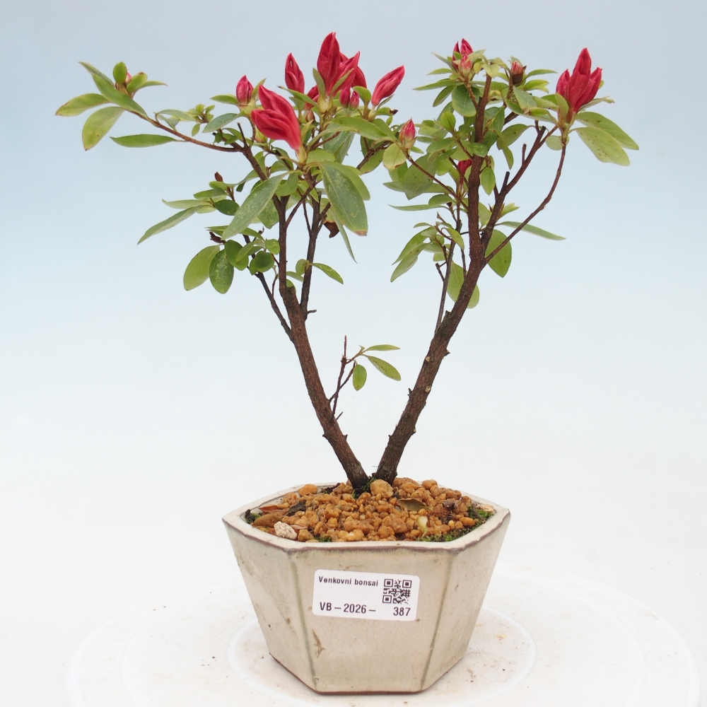 Outdoor bonsai - Japanese azalea - Azalea sp.