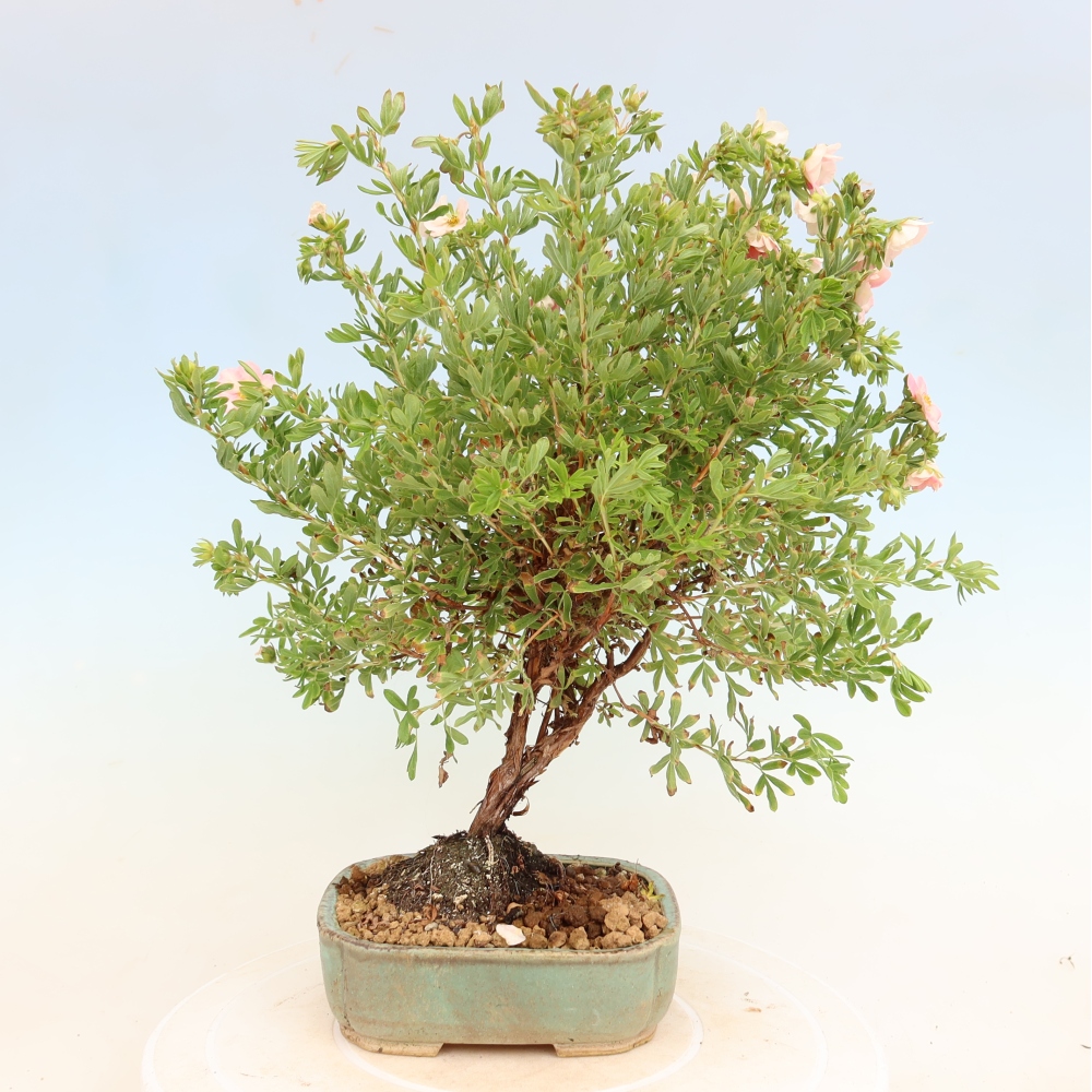 Outdoor Bonsai—Shrubby Cinquefoil - Potentilla fruticosa 'Bellissima'