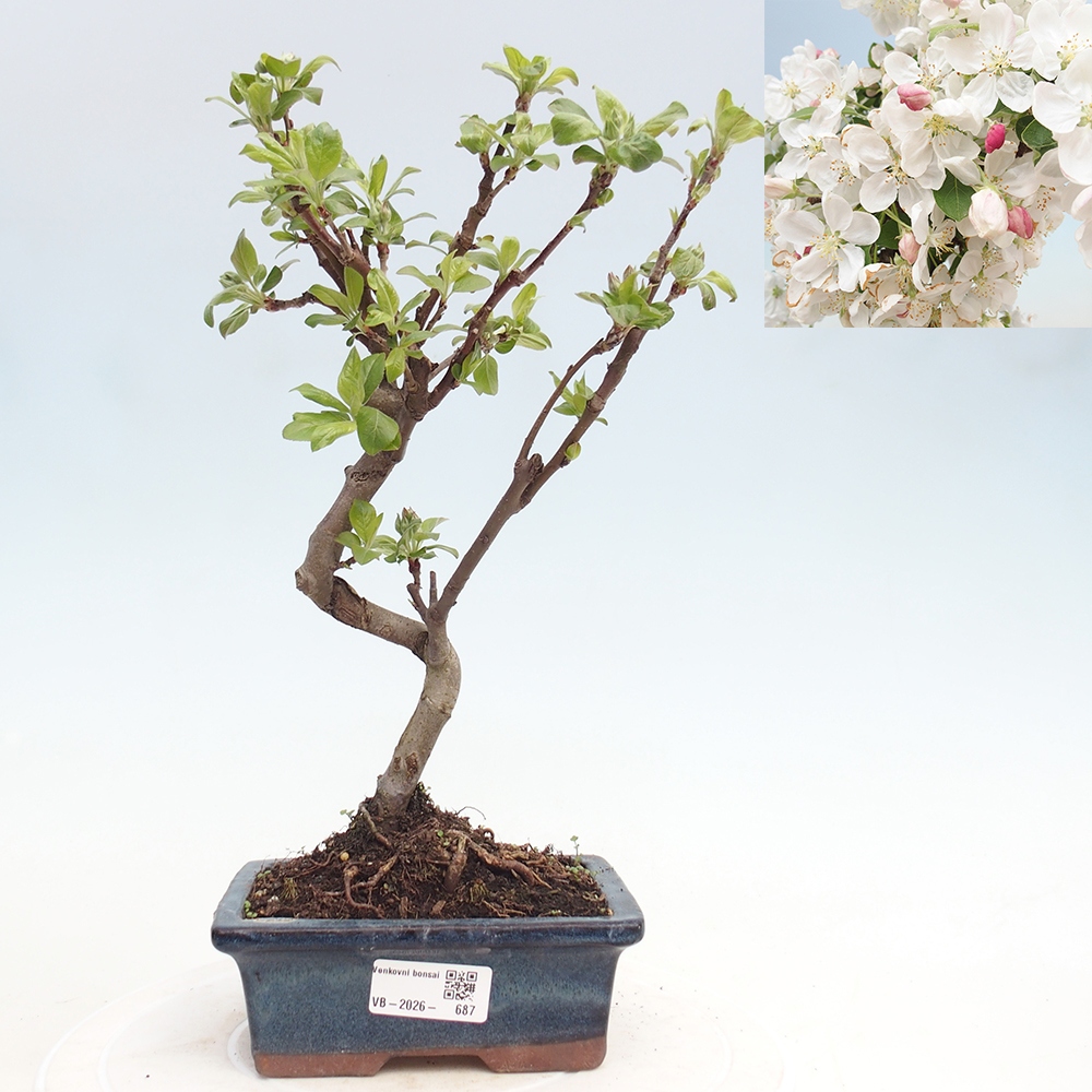 Outdoor bonsai -Malus halliana - Small-fruited apple tree