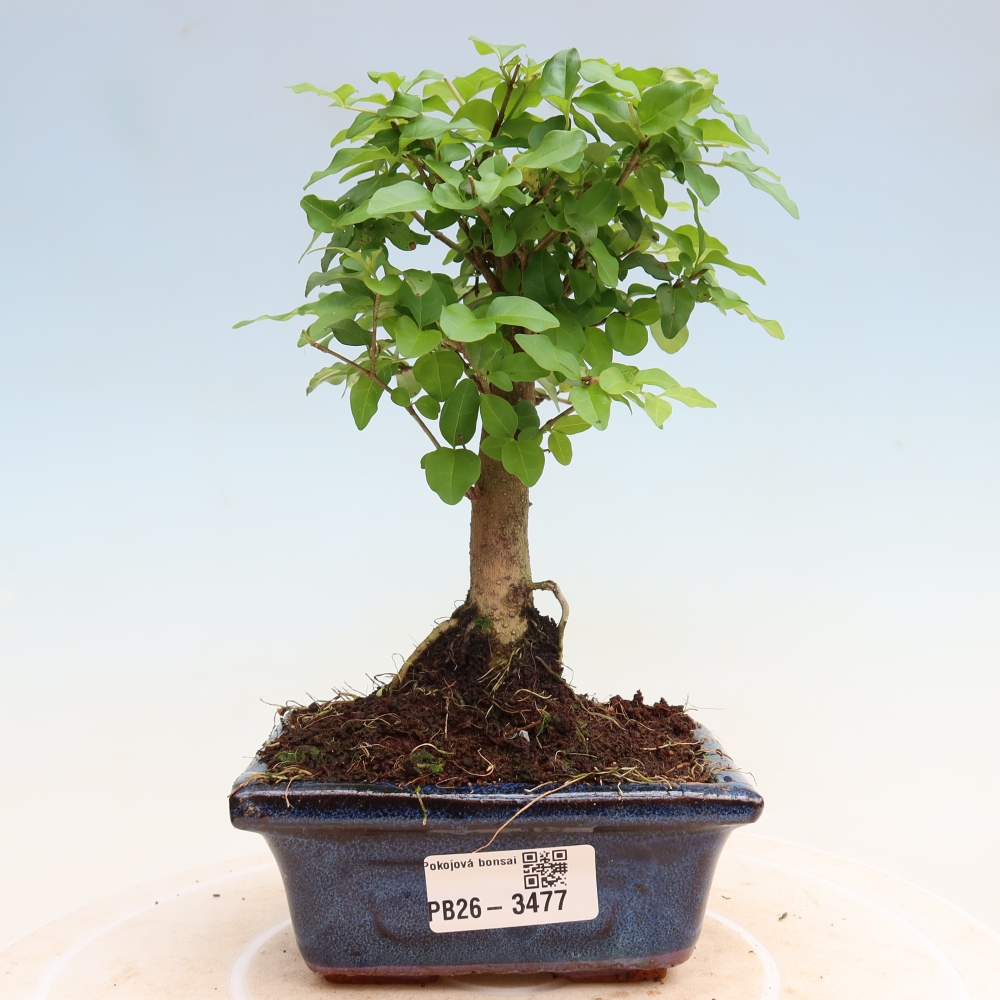 Room bonsai -Ligustrum chinensis - Birds Beak