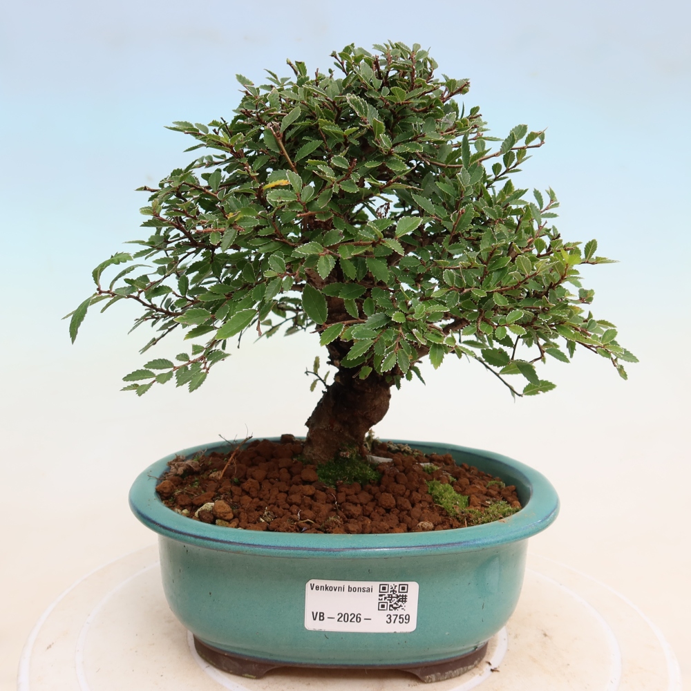 Outdoor bonsai - Zelkova - Zelkova NIRE