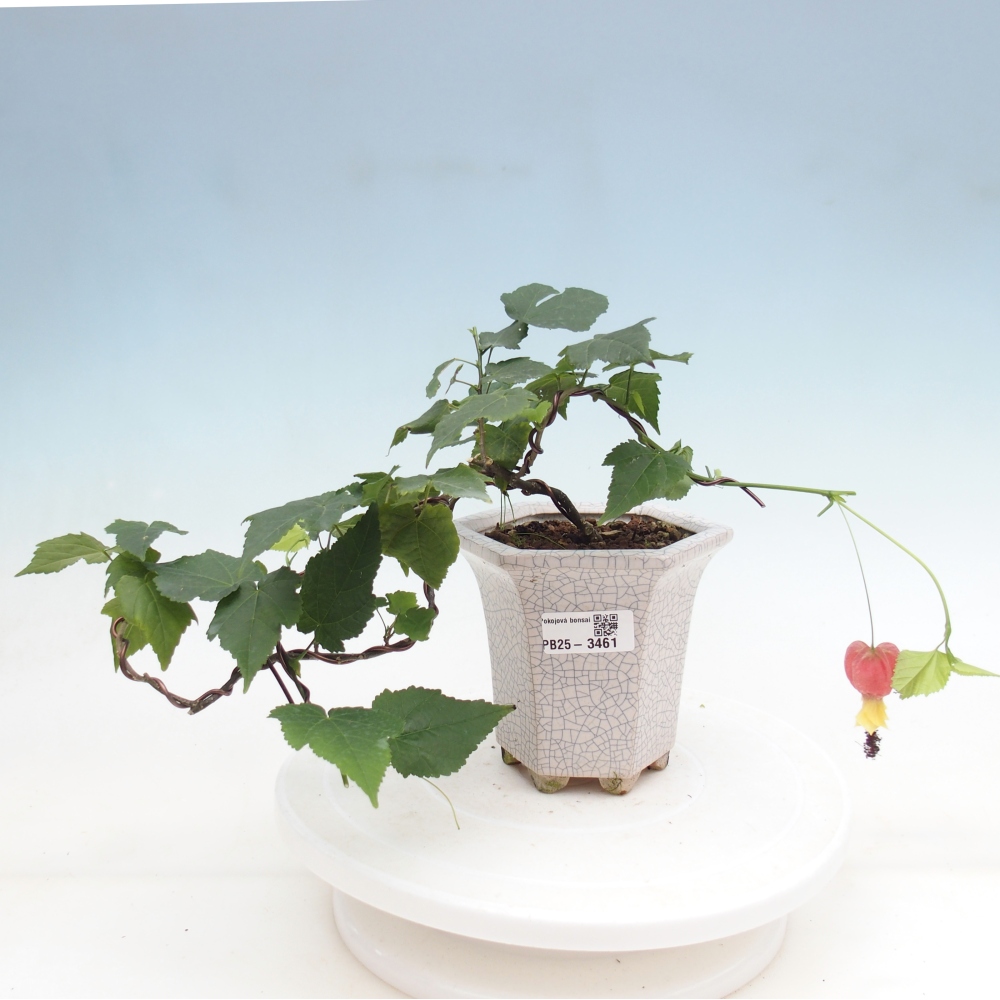 Indoor bonsai - Abutilon Big Bell - Cloudberry