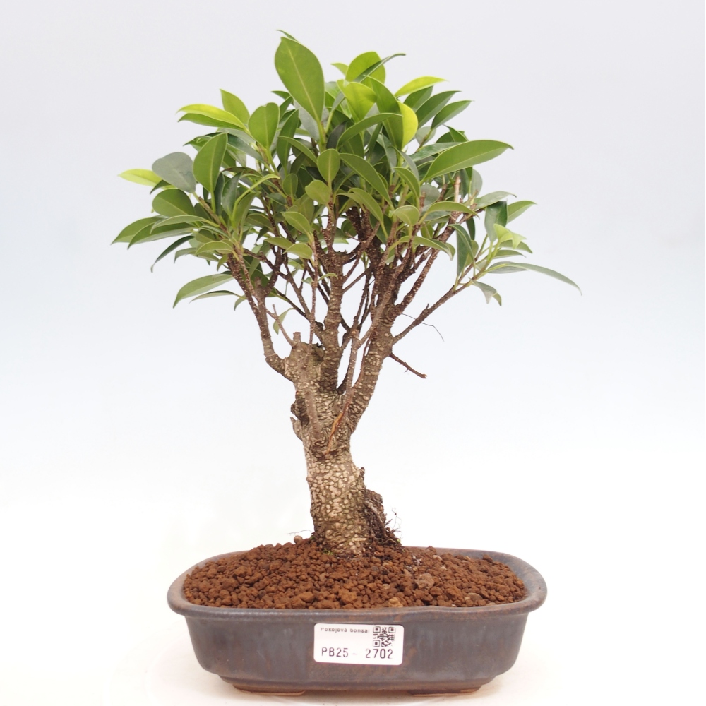 Indoor bonsai - Ficus retusa - small ficus