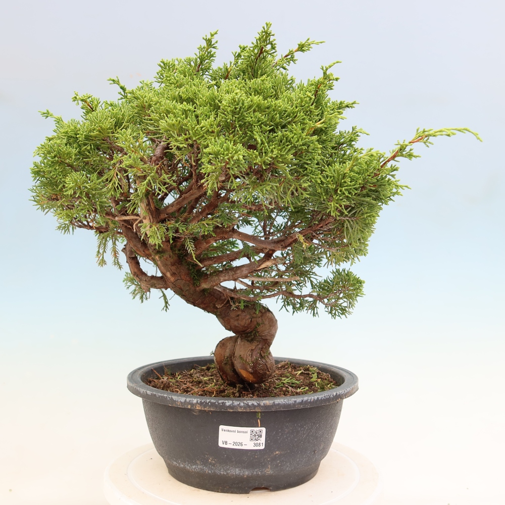 Outdoor Bonsai - Juniperus chinensis Itoigawa - Chinese Juniper