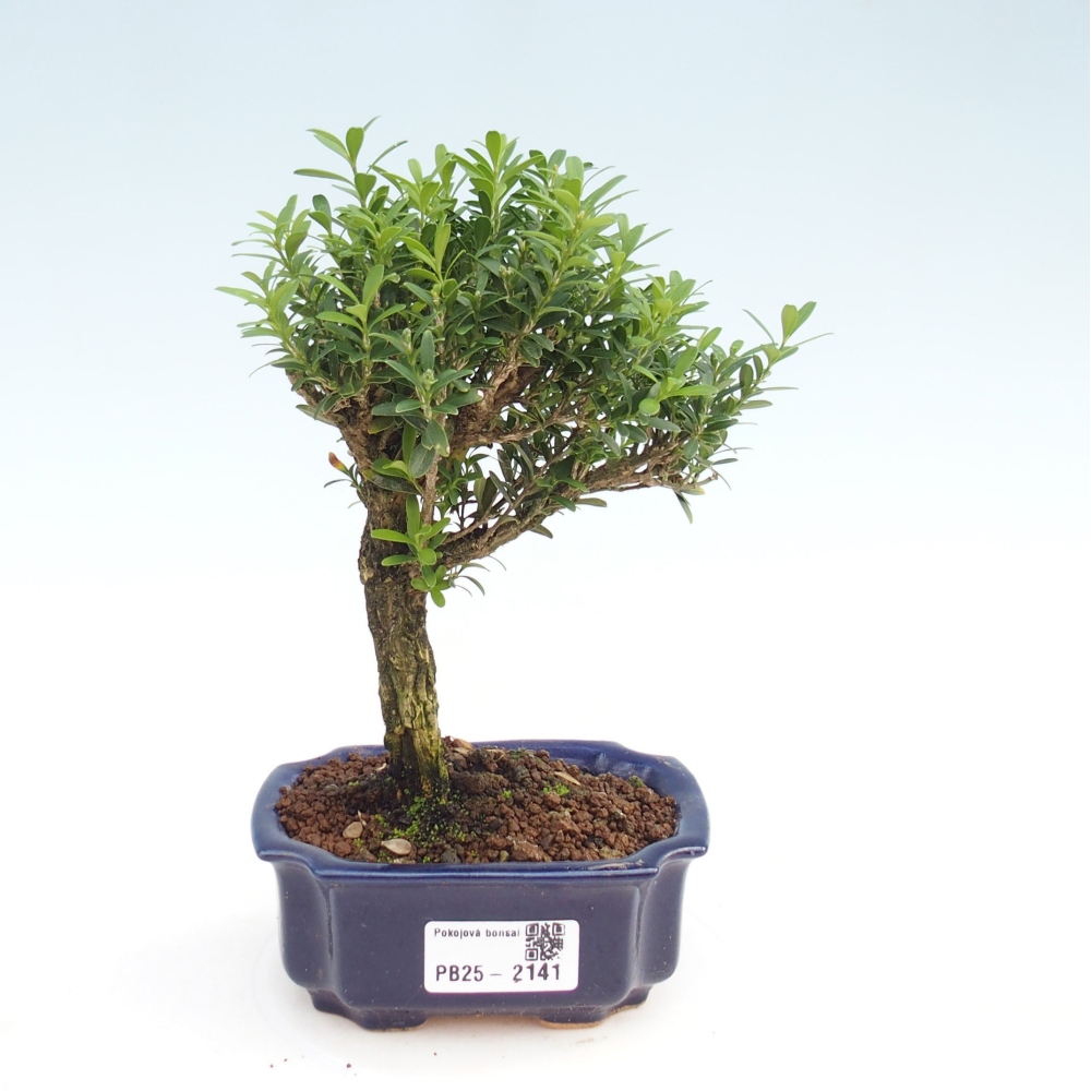 Room bonsai - Buxus harlandii - cork buxus