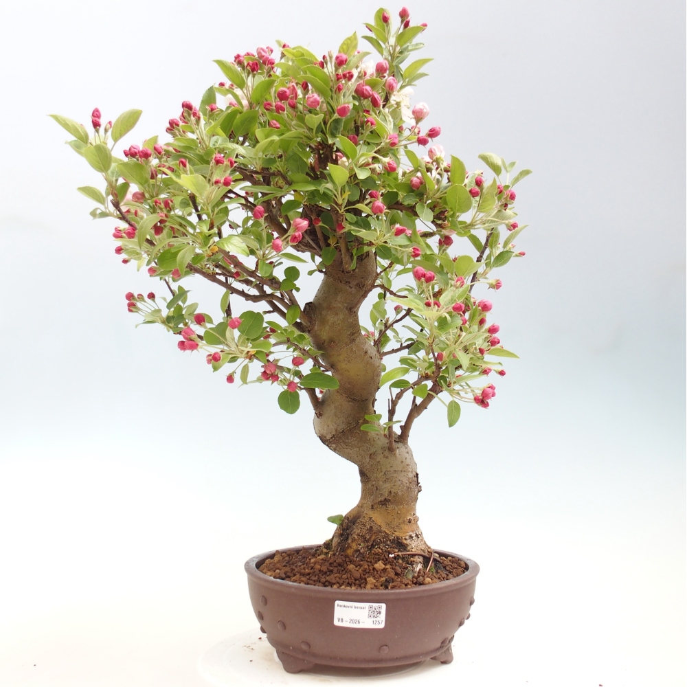 Outdoor bonsai -Malus halliana - Small-fruited apple tree