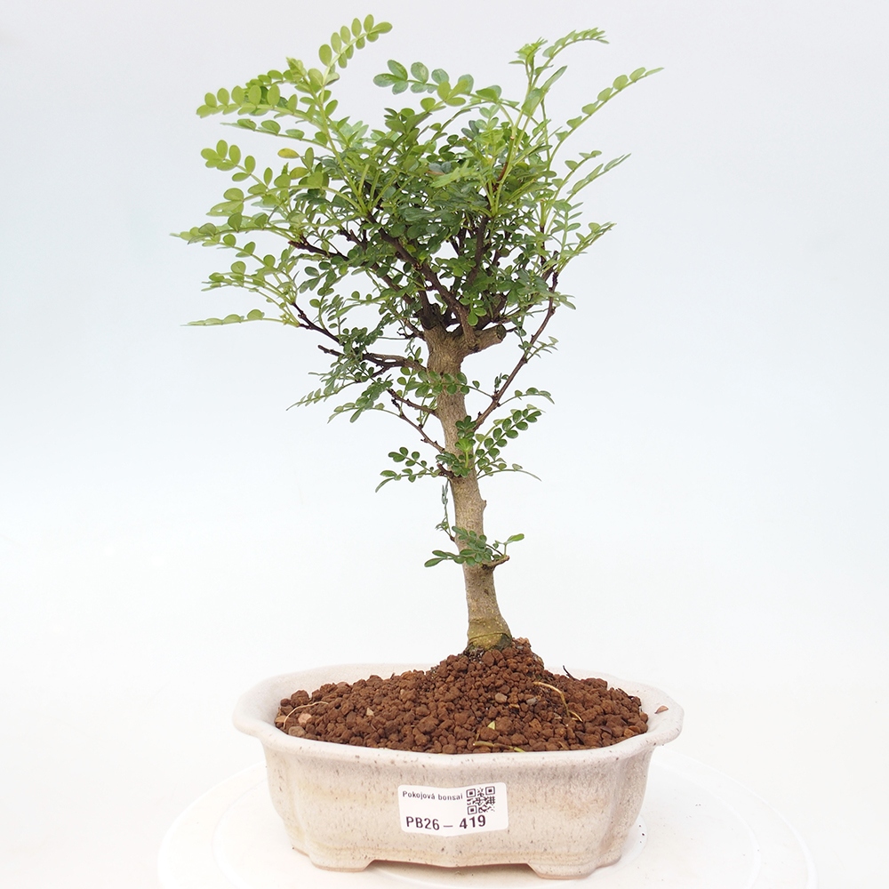 Room bonsai - Zantoxylum piperitum - pepper tree