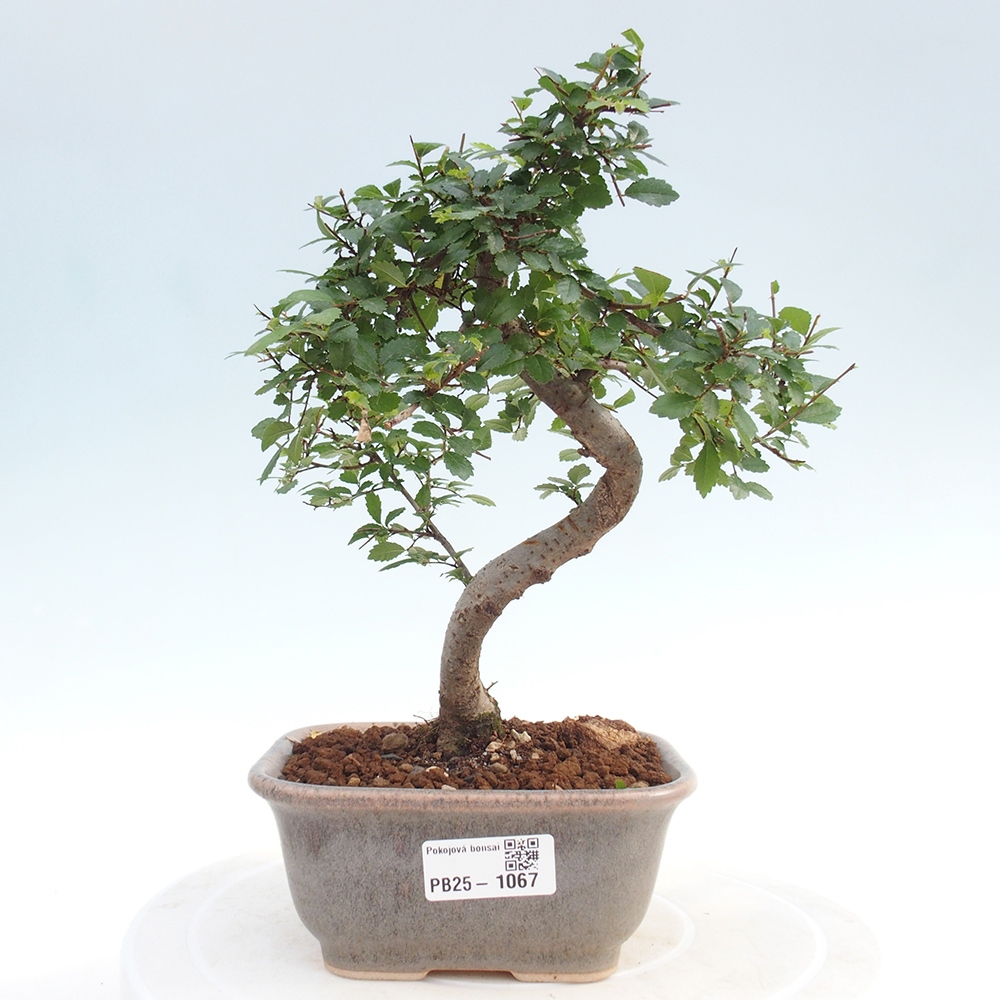 Room Malolistý elm bonsai