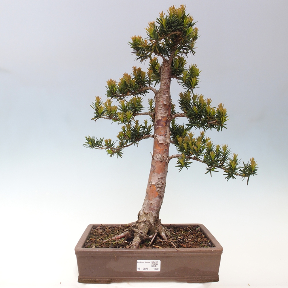 Outdoor bonsai - Taxus cuspidata - Japanese yew