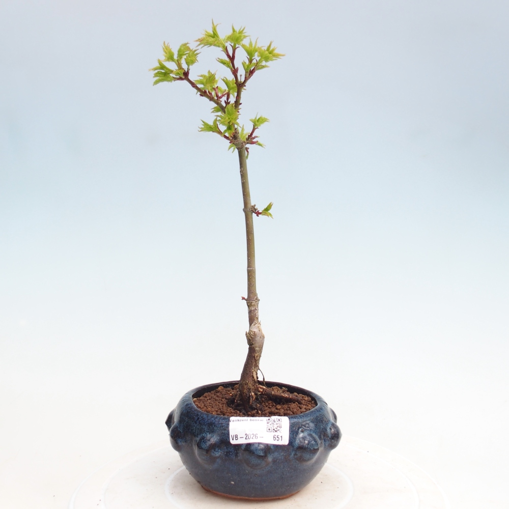 Outdoor bonsai - Acer palmatum SHISHIGASHIRA- Small-leaved maple
