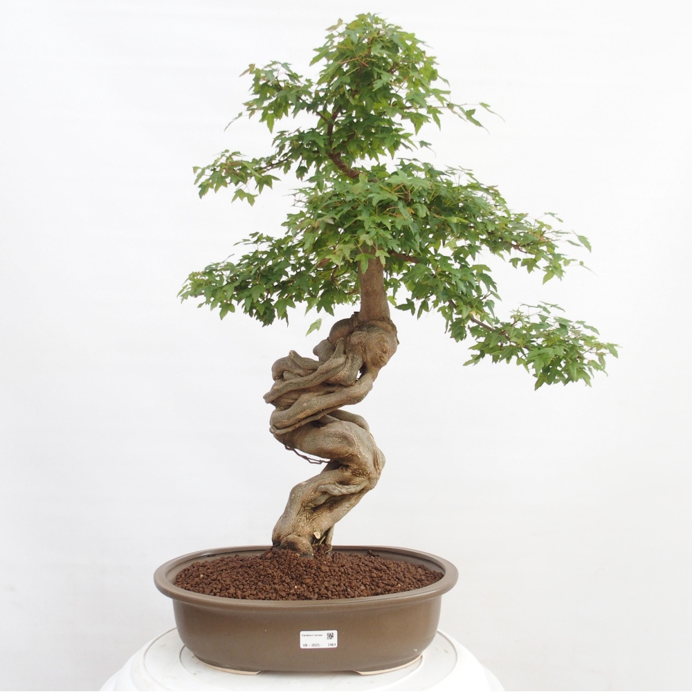 Outdoor bonsai - Maple Buergerianum - Burger Maple