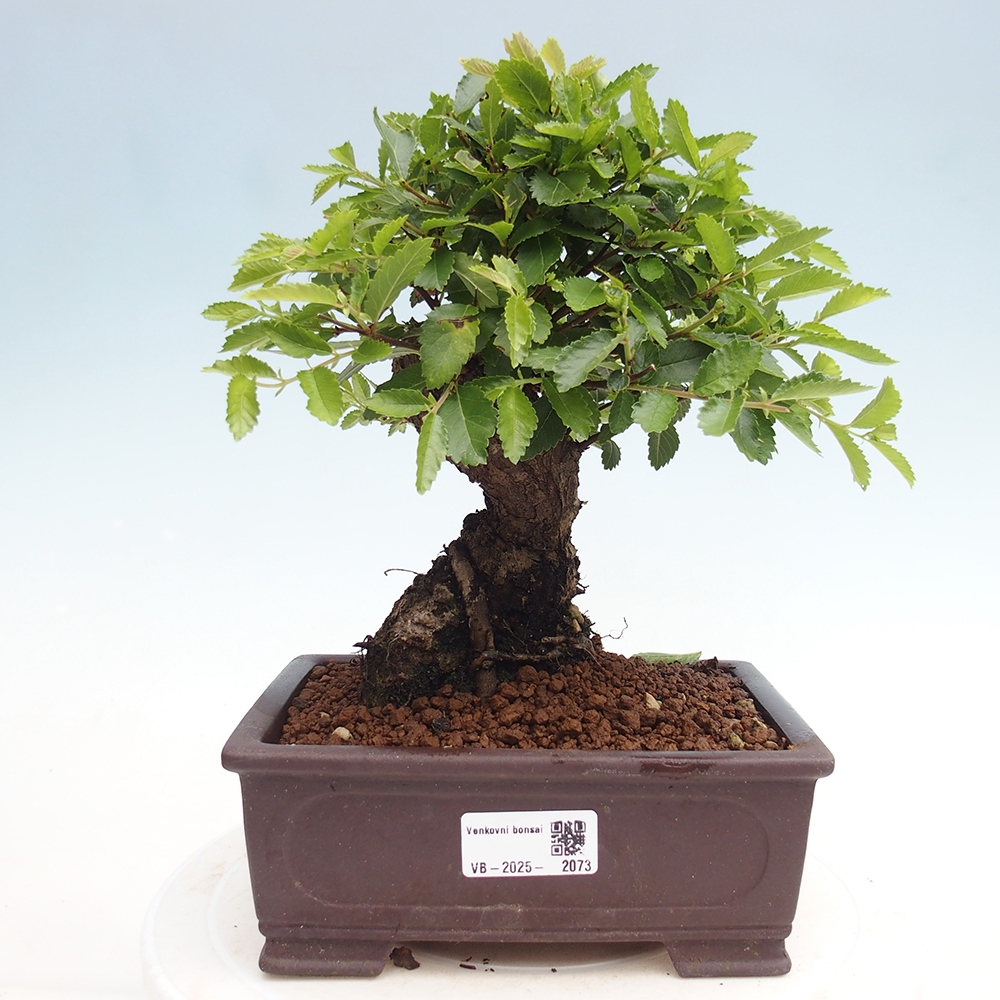 Outdoor bonsai - Zelkova - Zelkova NIRE