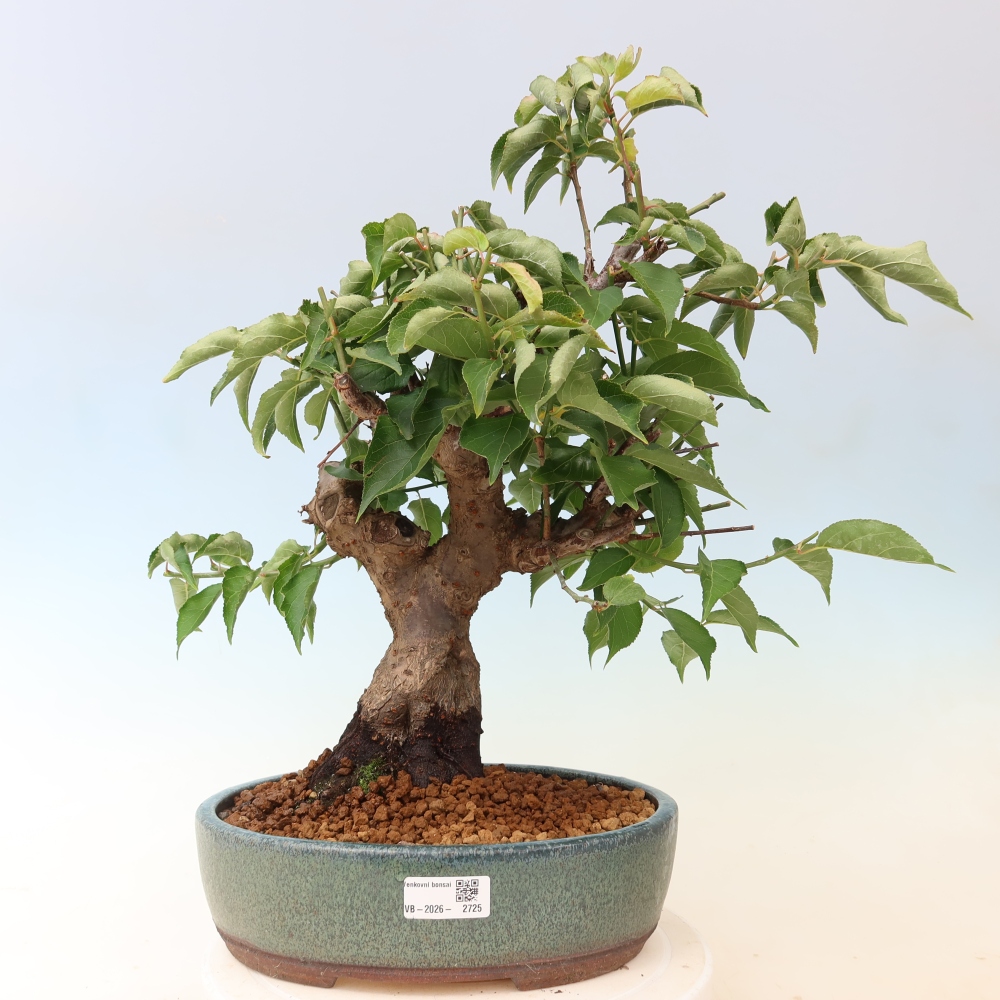 Outdoor Bonsai - Japanese Apricot - Prunus Mume