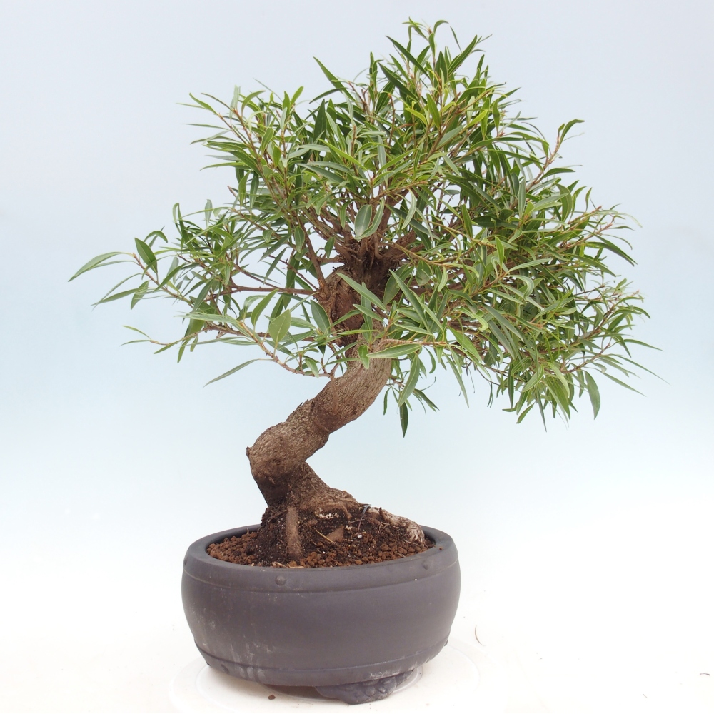 Room bonsai - Ficus nerifolia - small-leaved ficus